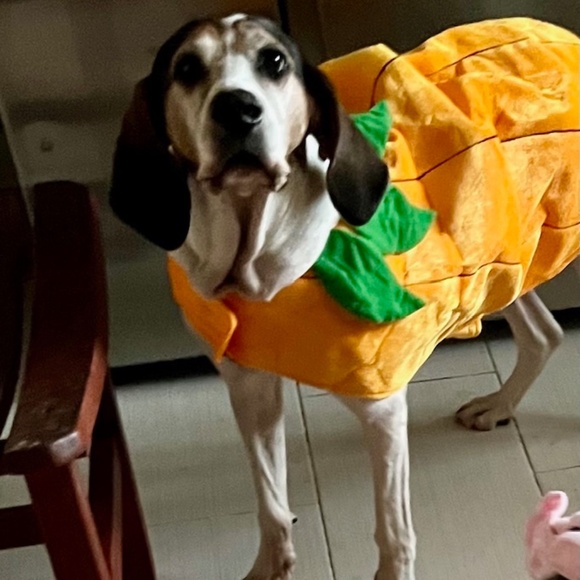 Pet Halloween Pumpkin Costume--XXL - Picture 1 of 7